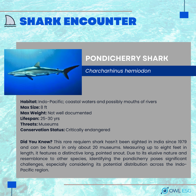Pondicherry Shark